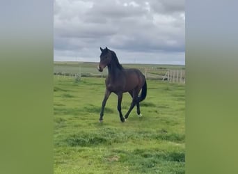 Oldenbourg, Hongre, 7 Ans, 167 cm, Bai brun