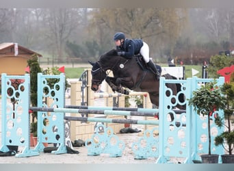 Oldenbourg, Hongre, 7 Ans, 167 cm, Bai brun foncé