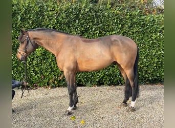 Oldenbourg, Hongre, 7 Ans, 167 cm, Bai