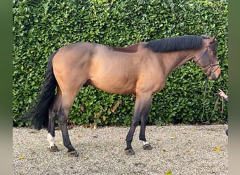 Oldenbourg, Hongre, 7 Ans, 167 cm, Bai