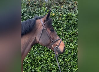 Oldenbourg, Hongre, 7 Ans, 167 cm, Bai