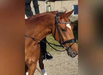 Oldenbourg, Hongre, 7 Ans, 168 cm, Alezan dun