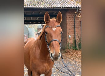 Oldenbourg, Hongre, 7 Ans, 168 cm, Alezan