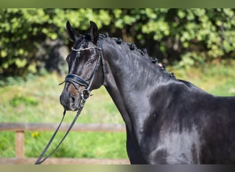 Oldenbourg, Hongre, 7 Ans, 168 cm, Bai brun