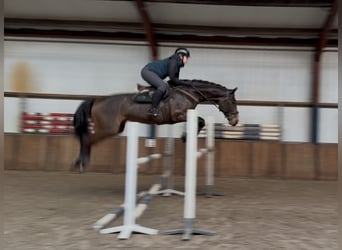 Oldenbourg, Hongre, 7 Ans, 168 cm, Bai brun