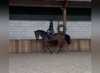 Oldenbourg, Hongre, 7 Ans, 168 cm, Bai brun