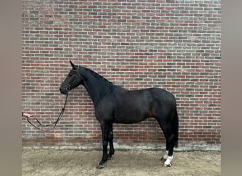 Oldenbourg, Hongre, 7 Ans, 168 cm, Bai brun foncé