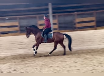 Oldenbourg, Hongre, 7 Ans, 168 cm, Bai