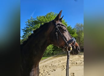 Oldenbourg, Hongre, 7 Ans, 168 cm, Bai