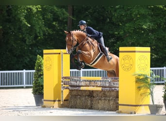 Oldenbourg, Hongre, 7 Ans, 168 cm, Bai