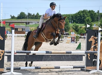 Oldenbourg, Hongre, 7 Ans, 168 cm, Bai