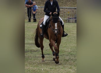 Oldenbourg, Hongre, 7 Ans, 169 cm, Alezan