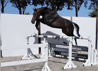 Oldenbourg, Hongre, 7 Ans, 169 cm, Bai brun