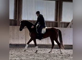Oldenbourg, Hongre, 7 Ans, 170 cm, Alezan brûlé