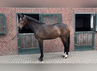 Oldenbourg, Hongre, 7 Ans, 170 cm, Bai