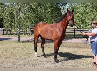 Oldenbourg, Hongre, 7 Ans, 170 cm, Bai