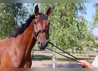 Oldenbourg, Hongre, 7 Ans, 170 cm, Bai