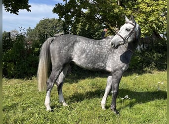 Oldenbourg, Hongre, 7 Ans, 170 cm, Gris