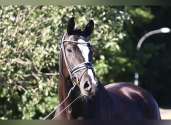 Oldenbourg, Hongre, 7 Ans, 170 cm, Noir