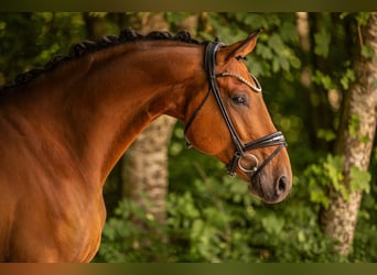 Oldenbourg, Hongre, 7 Ans, 171 cm, Bai