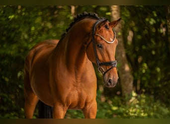 Oldenbourg, Hongre, 7 Ans, 171 cm, Bai