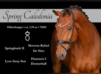 Oldenbourg, Hongre, 7 Ans, 171 cm, Bai