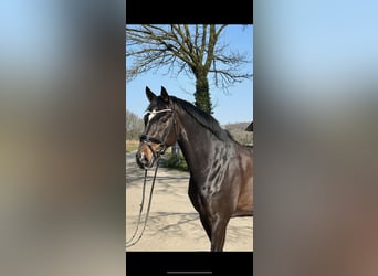 Oldenbourg, Hongre, 7 Ans, 171 cm, Bai