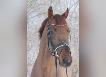 Oldenbourg, Hongre, 7 Ans, 172 cm, Alezan brûlé