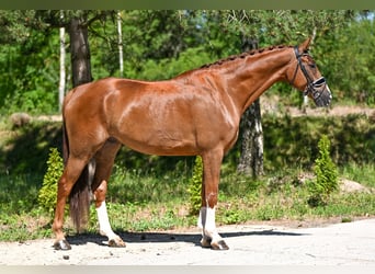 Oldenbourg, Hongre, 7 Ans, 172 cm, Alezan brûlé