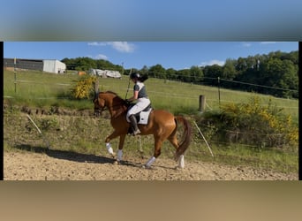 Oldenbourg, Hongre, 7 Ans, 172 cm, Alezan
