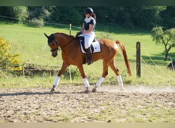 Oldenbourg, Hongre, 7 Ans, 172 cm, Alezan