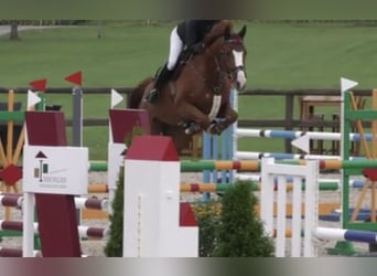 Oldenbourg, Hongre, 7 Ans, 172 cm, Alezan