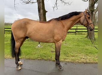 Oldenbourg, Hongre, 7 Ans, 172 cm, Bai