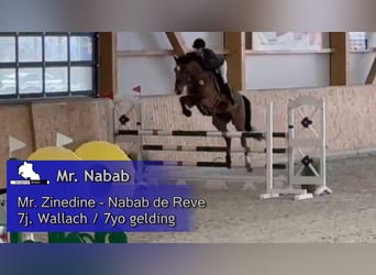 Oldenbourg, Hongre, 7 Ans, 172 cm, Bai