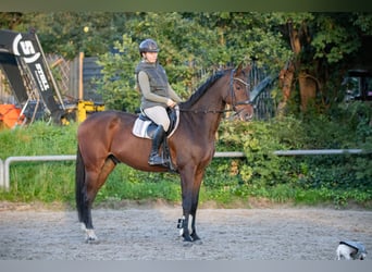 Oldenbourg, Hongre, 7 Ans, 172 cm, Bai