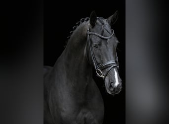 Oldenbourg, Hongre, 7 Ans, 172 cm, Noir