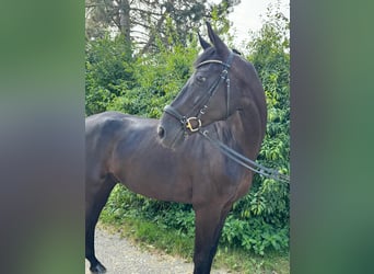 Oldenbourg, Hongre, 7 Ans, 172 cm, Noir