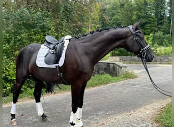 Oldenbourg, Hongre, 7 Ans, 172 cm, Noir