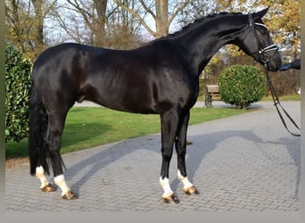 Oldenbourg, Hongre, 7 Ans, 173 cm, Noir