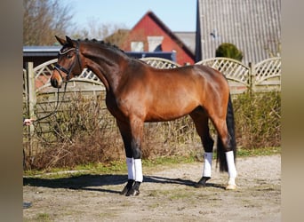Oldenbourg, Hongre, 7 Ans, 174 cm, Bai
