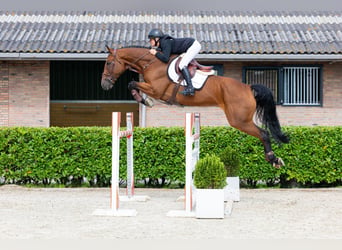 Oldenbourg, Hongre, 7 Ans, 174 cm, Bai