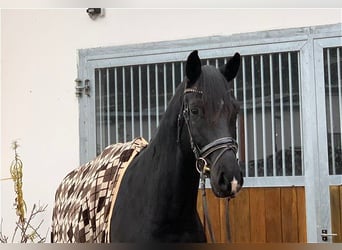 Oldenbourg, Hongre, 7 Ans, 174 cm, Noir