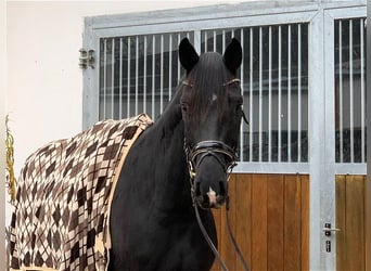 Oldenbourg, Hongre, 7 Ans, 174 cm, Noir