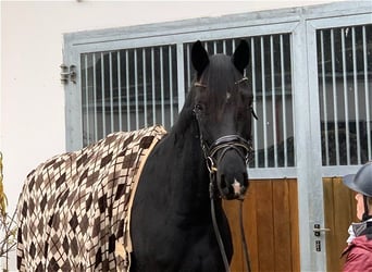 Oldenbourg, Hongre, 7 Ans, 174 cm, Noir