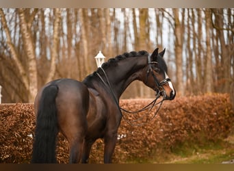 Oldenbourg, Hongre, 7 Ans, 175 cm, Bai brun