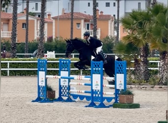 Oldenbourg, Hongre, 7 Ans, 175 cm, Bai brun