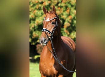 Oldenbourg, Hongre, 7 Ans, 176 cm, Alezan