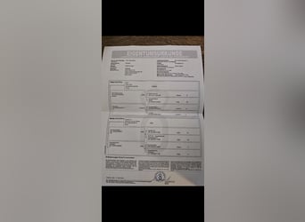 Oldenbourg, Hongre, 7 Ans, 177 cm, Bai brun