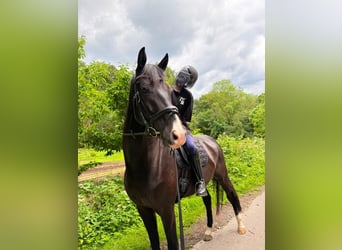 Oldenbourg, Hongre, 7 Ans, 178 cm, Bai brun