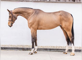 Oldenbourg, Hongre, 7 Ans, 183 cm, Bai cerise